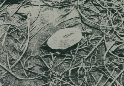 Othmar Eder - Schildkröte